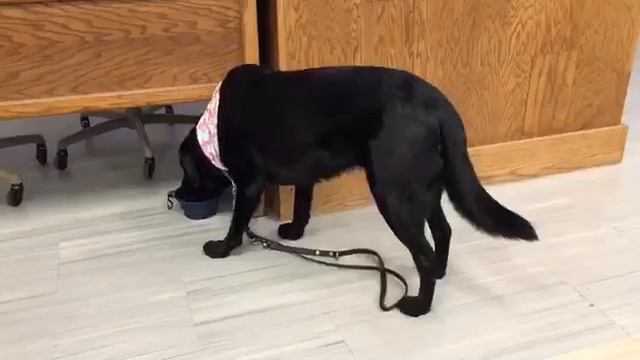 SERVICE DOG GOES TO COLLEGE | Day in the life. смотреть онлайн