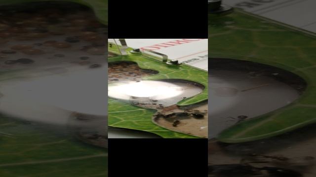 муравьиная ферма смотреть онлайн