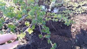 Как рассадить крыжовник и смородину. Отсадить молодые кустики.