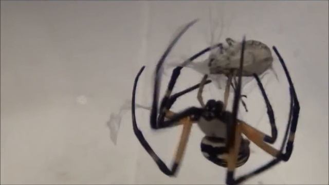 Giant Orb Spider Vs Stinkbug смотреть онлайн