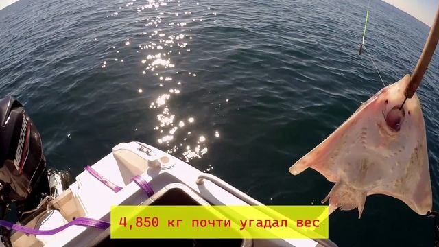 Трофейная рыбалка в Сочи, 2 лисы смотреть онлайн