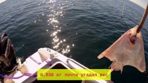 Трофейная рыбалка в Сочи, 2 лисы