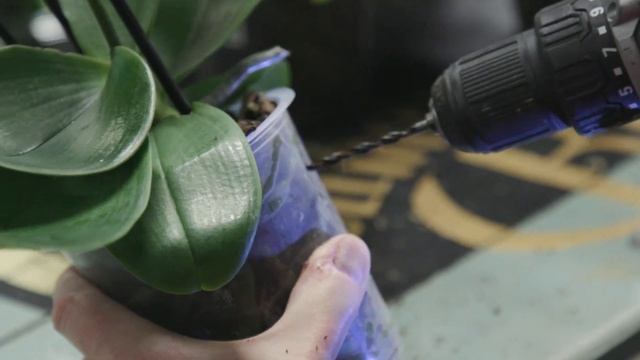 Behind the scenes: Orchid Festival 2019 смотреть онлайн