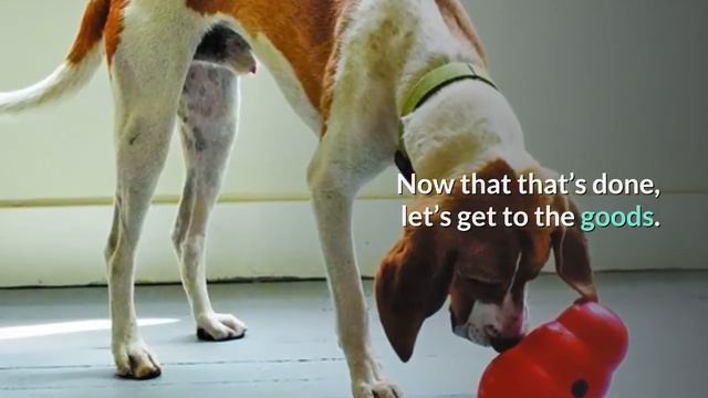 The 5 Best Made in USA Dog Toys in 2020 | Which one is Best among them? смотреть онлайн