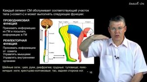 Дубынин В.А. - 100 часов школьной биологии - 1.16. ЦНС, спинной мозг