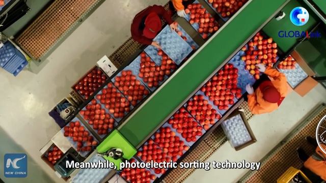 GLOBALink | "Space apple" brings prosperity to villagers in northwest China смотреть онлайн