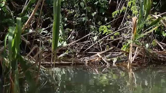 Animals_Belize_beehive4-culture-video-unit-1 смотреть онлайн