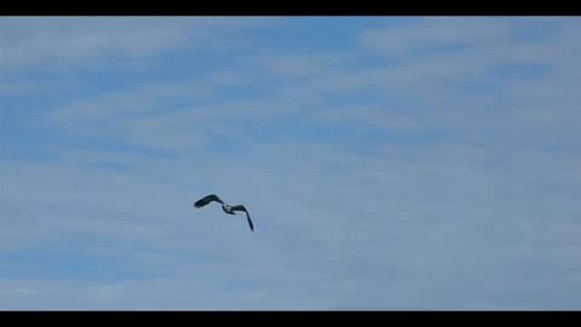 Osprey - Bird of Prey - with large fish. смотреть онлайн