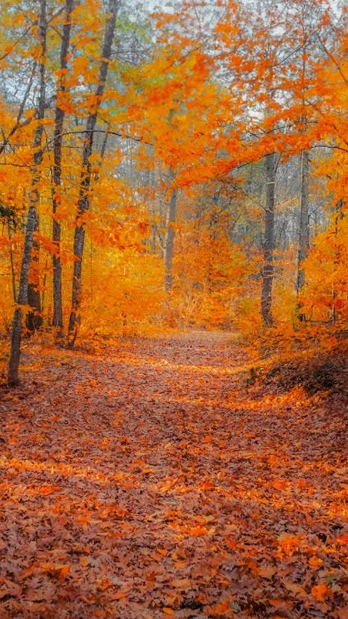 Золотой осенний лес 🍂 #relax #short | #шариклайф смотреть онлайн