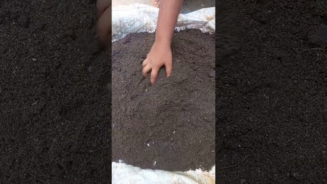 Gac Fruit seed ❣❣ смотреть онлайн