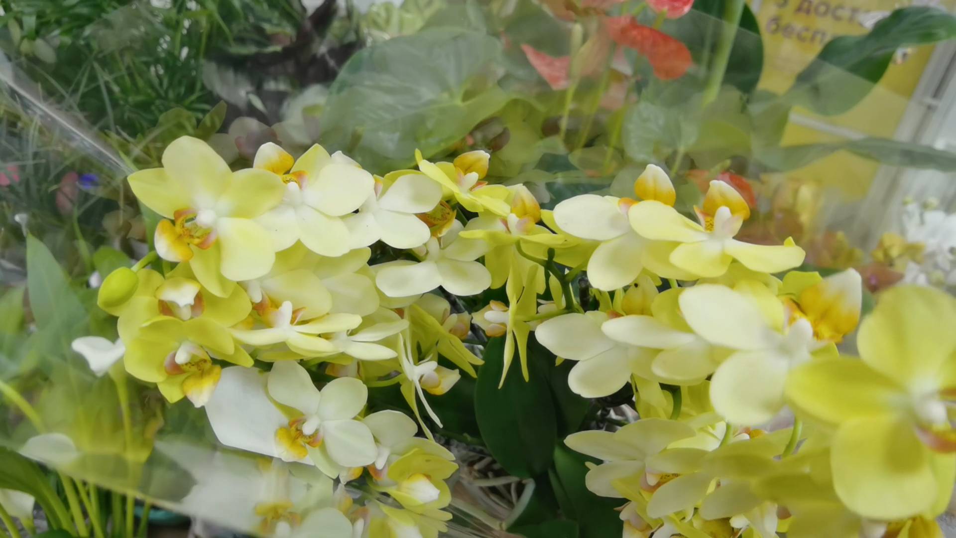Орхидеи в Гипермаркетах. Что нам привезли. смотреть онлайн