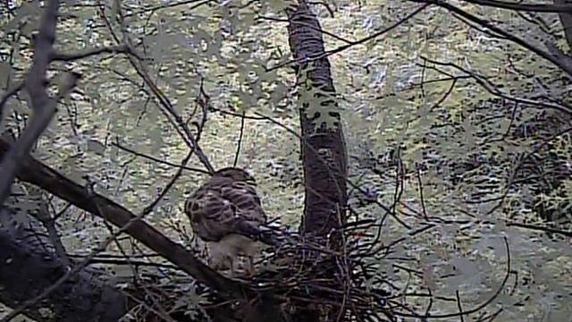 June 18th, 2015 Morning Prey Delivery смотреть онлайн