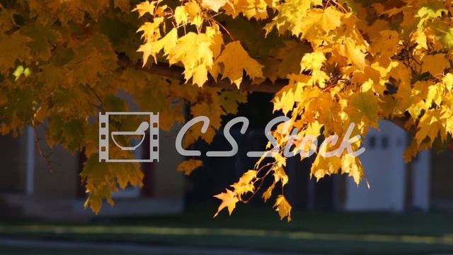 Leaves falling from a tree on a breezy autumn day смотреть онлайн