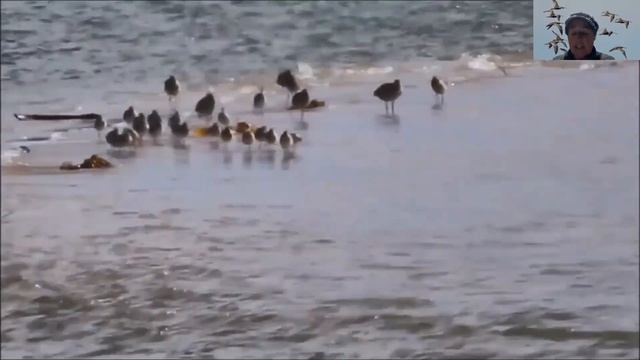Shorebirds of the Port Hacking with Julie Keating смотреть онлайн