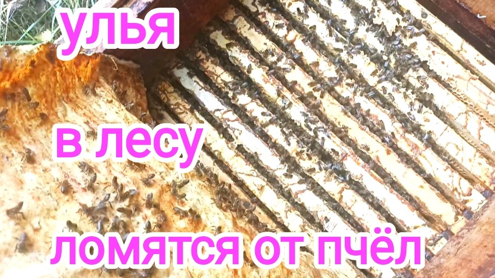 Сила семей на лесном точке. Пчеловодство! смотреть онлайн