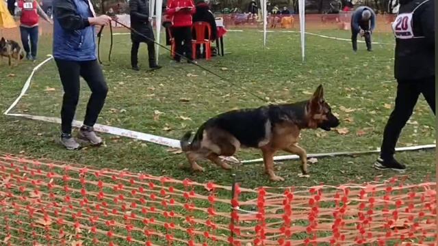 выставка щенки суки.mp4 смотреть онлайн