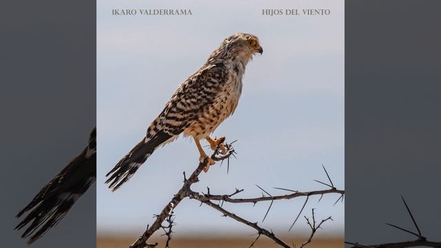 Lance Henson´s "Palestine" (A Poem from the Book Dead Zone) смотреть онлайн