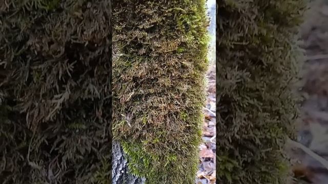 Красота рядом её нужно просто увидеть смотреть онлайн