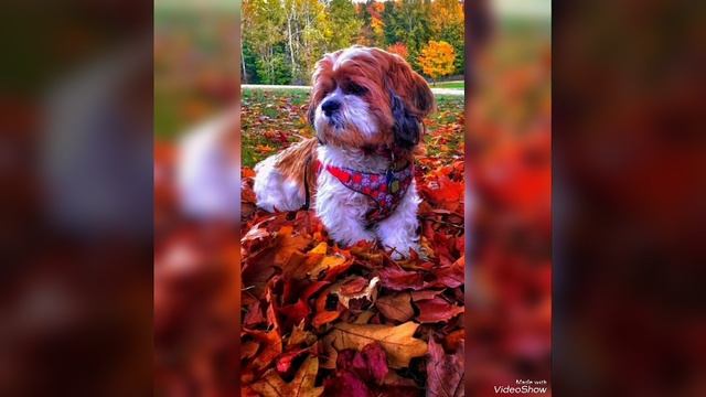 С Добрым осенним утром😘 🍁🍂☘️🌿🍂🍁🌿 смотреть онлайн