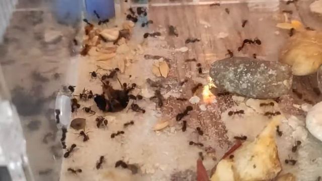 Wrong prey or how my messor structor have tried to handle with Staphylinus caesareus смотреть онлайн