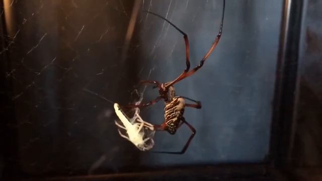 Huge Nephila madagascariensis (Giant Orb weaver) catching and eating prey смотреть онлайн