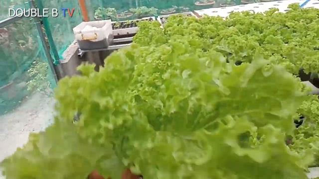 Tips Growing Lettuce na Maibenta na in 23 Days After Transplant Part 3 смотреть онлайн