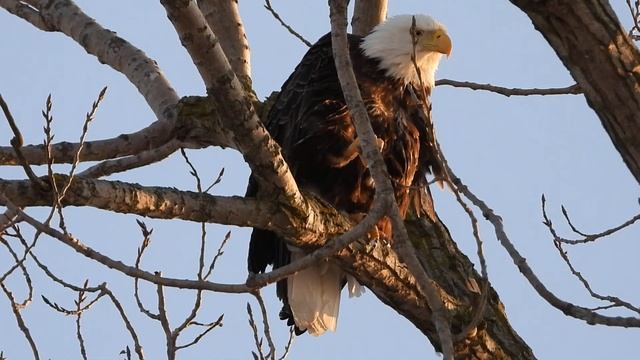 The Bald Eagle With An Itch смотреть онлайн