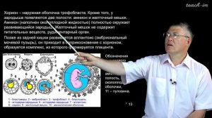 Дубынин В.А. - 100 часов школьной биологии - 1.15 Половая система, размножение