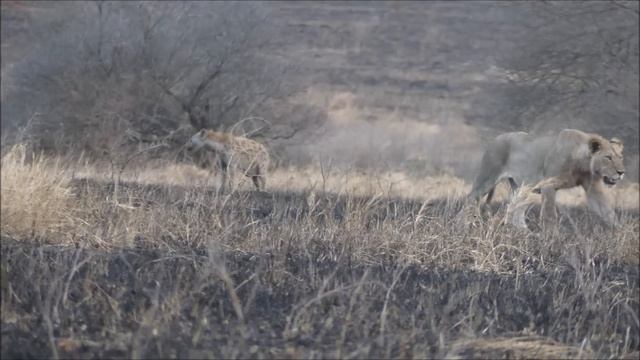 Graphic Video Warning - African Lions consume live warthog followed by buffalo carcass. 4K смотреть онлайн