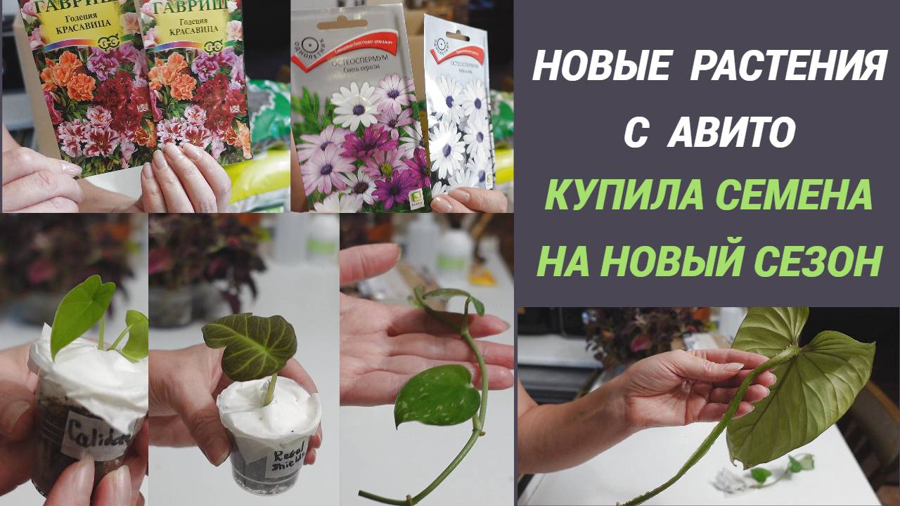 Посылки с растениями с АВИТО/Купила семена на новый сезон/Что приобрела в Садовом центре смотреть онлайн