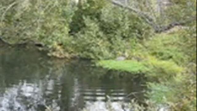 Great Blue Heron Feeding and Stalking Prey смотреть онлайн