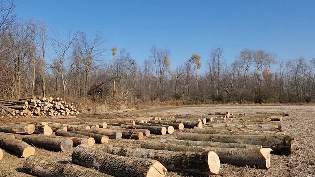 WE START, FINISH AND SELL SOME LOGS смотреть онлайн