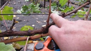 28 октября 2024 года. Простая осенняя обрезка однолетних лоз на кустах винограда. Применяйте!