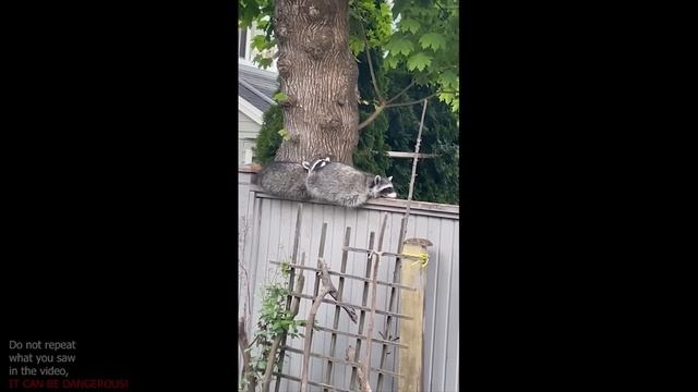 UNUSUAL MEMES COMPILATION V52 (meme.mp4)