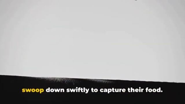 Amazing Birds of Prey for Kids | Learn About Eagles, Hawks, Owls, and More смотреть онлайн