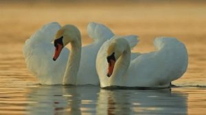 ЛЕБЕДИНАЯ ВЕРНОСТЬ