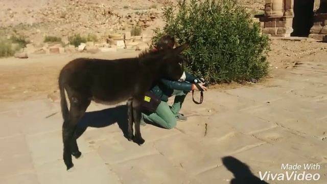 Как Дениска ослика снимал в Петре.