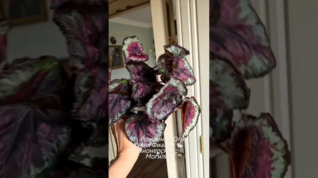 🐇🪴DS-Dilce Vita, DS-Salsa Casino, DS-Рождение Огня- мои сегодняшние находки 😍. Сама в восторге ч смотреть онлайн