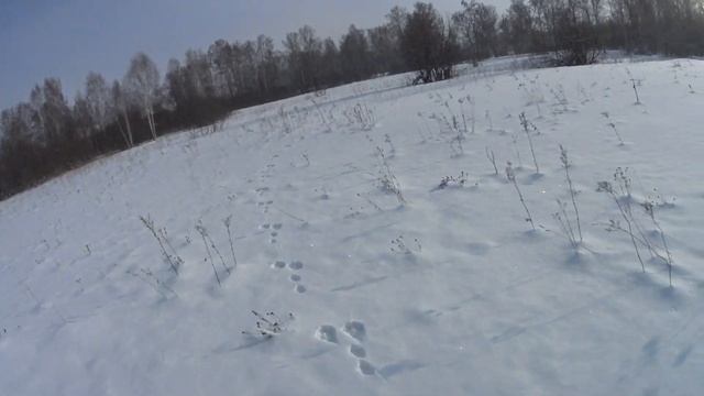 Охота на зайца. Заяц обманул меня и ушел в БУРЕЛОМ! смотреть онлайн