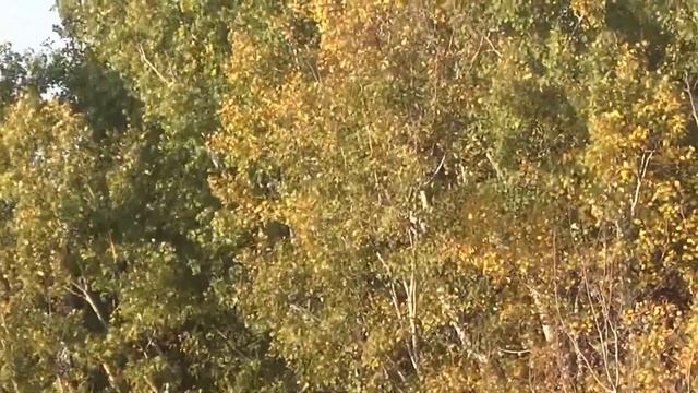 quaking aspen 023 смотреть онлайн