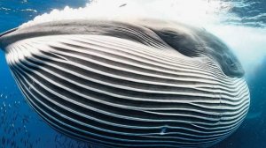 Акулы и усатый кит полосатик Брайда.