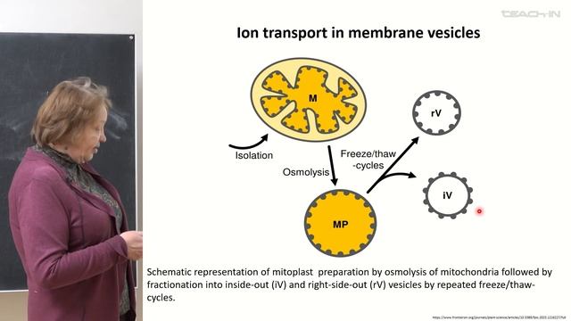Бибикова Т.Н.- Транспорт ионов в клетках растений - 2. Potential Sensitive Fluorescent Dyes