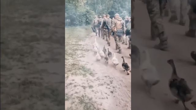 Goose Special Forces. Гусиный спецназ смотреть онлайн