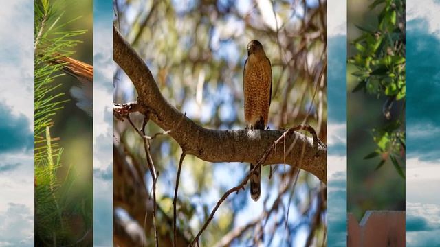 Ambient Birds of Prey смотреть онлайн