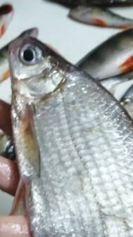 ЗОЛОТАЯ РЫБКА. смотреть онлайн