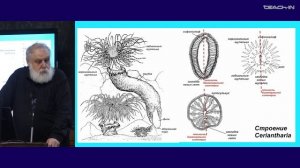 Малахов В.В. - Зоология беспозвоночных - 8. Тип Cnidaria (Стрекающие). Подтип Anthozoa