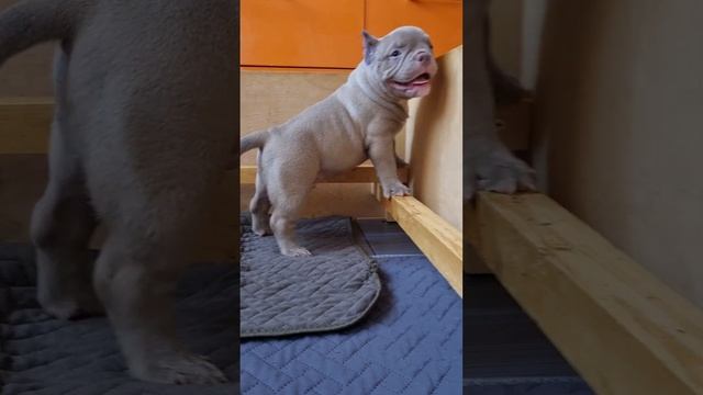 Американский булли Экзот, мощное телосложение 💣💣💣 2 месяца щенку смотреть онлайн