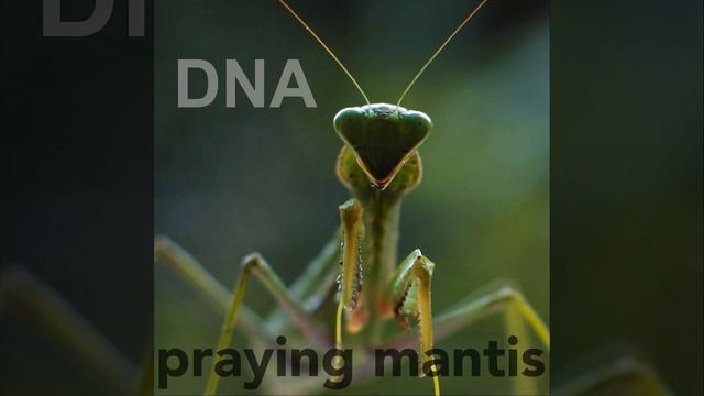Praying Mantis смотреть онлайн
