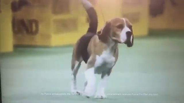 Will Alexander Dog Show Tips With Wayne Cavanaugh смотреть онлайн