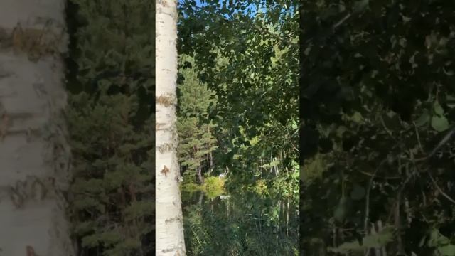 Аккумуляторная сабельная пила Mihoto после работы.